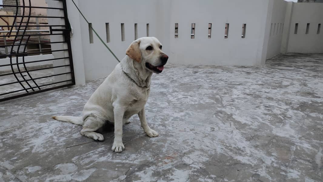 Labrador pair for sale 3