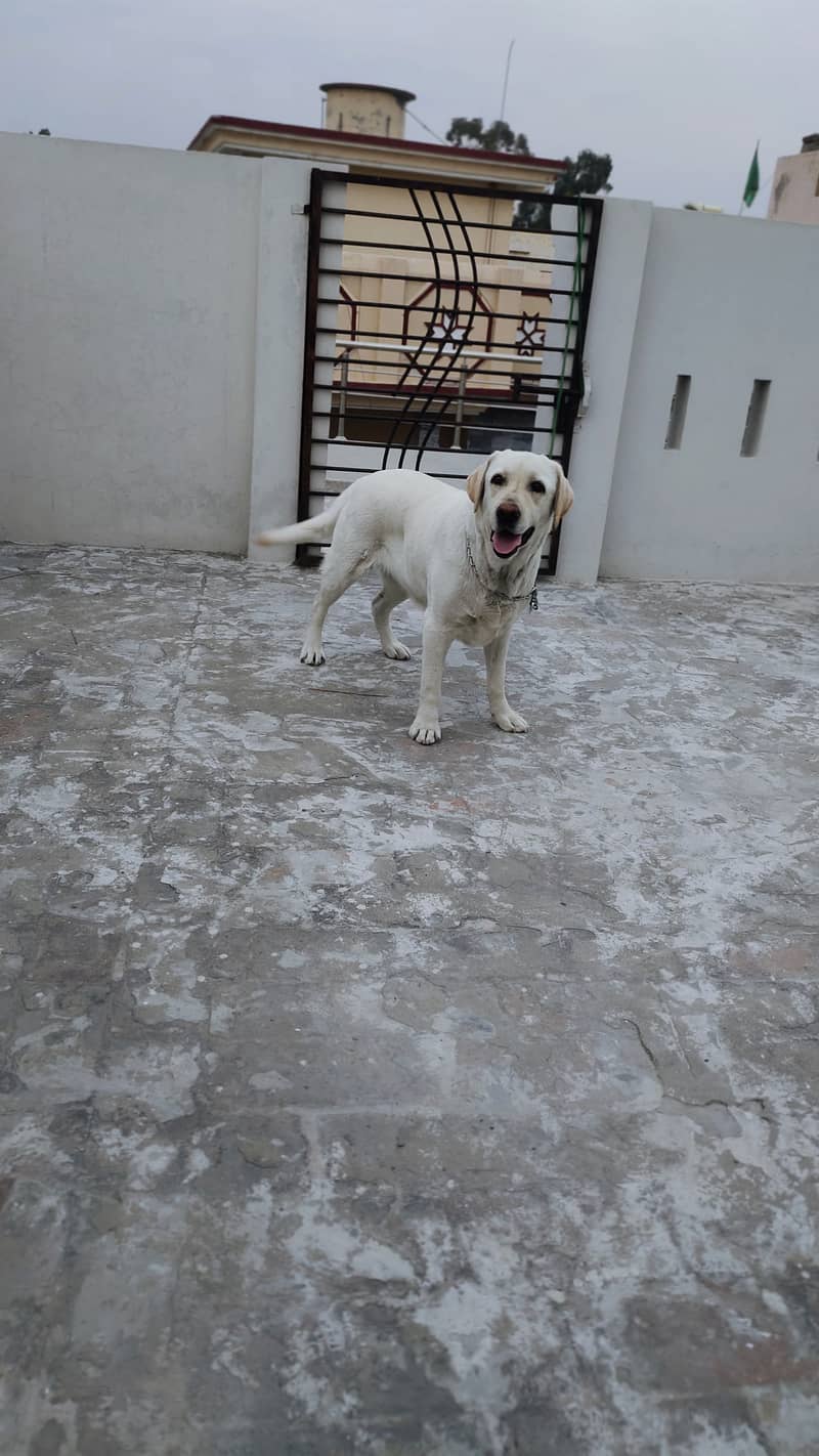 Labrador pair for sale 4