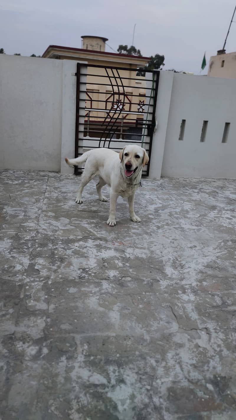 Labrador pair for sale 5