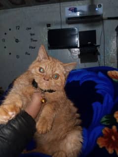 persion punch face cat urgent sale krni hai bahir ja rha hu