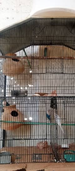 cage for sale love birds sale