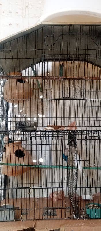 cage for sale love birds sale 0