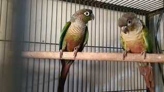 Green cheek canoure breeder pair with DNA