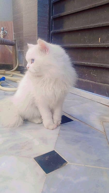 white Persian male cat 0