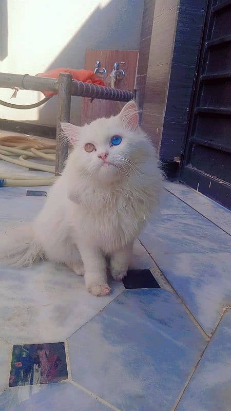 white Persian male cat 1