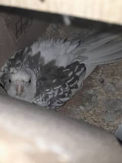 Cocktail breeder female (Cockatiel)