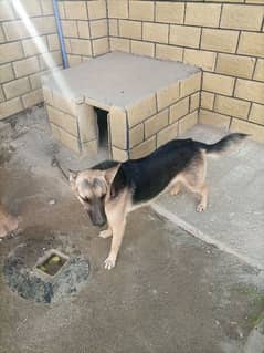 german sheparad for sale