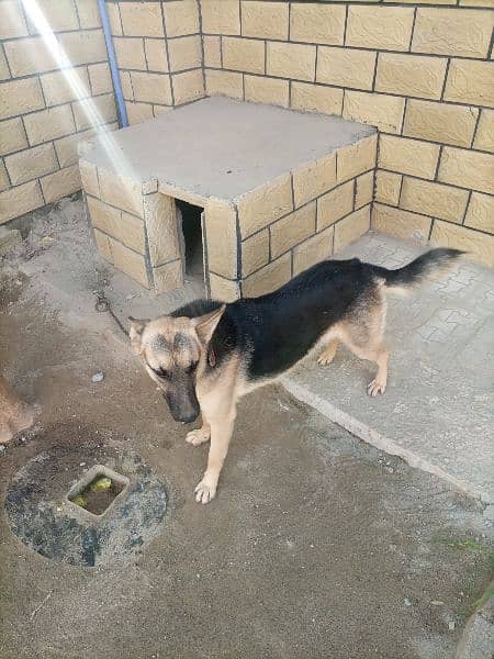 german sheparad for sale 0