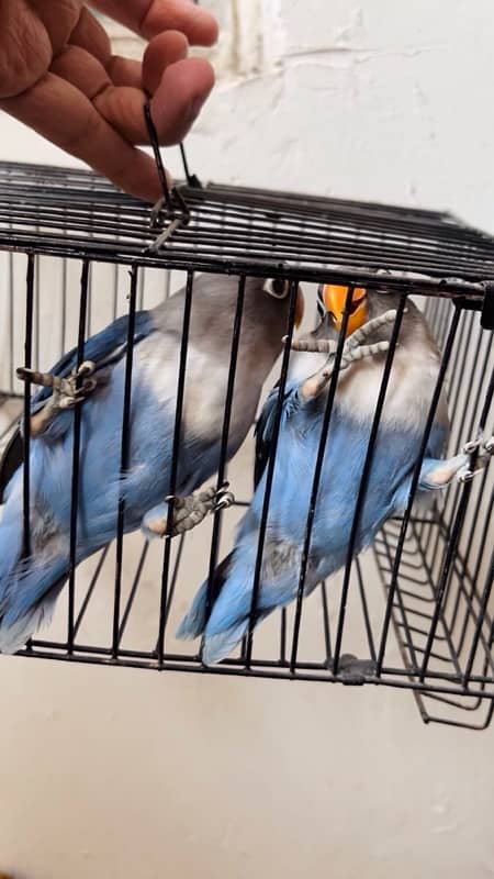 blue fisheri split ino lovebird 0