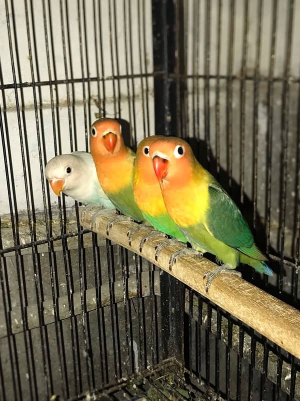 blue fisheri split ino lovebird 4