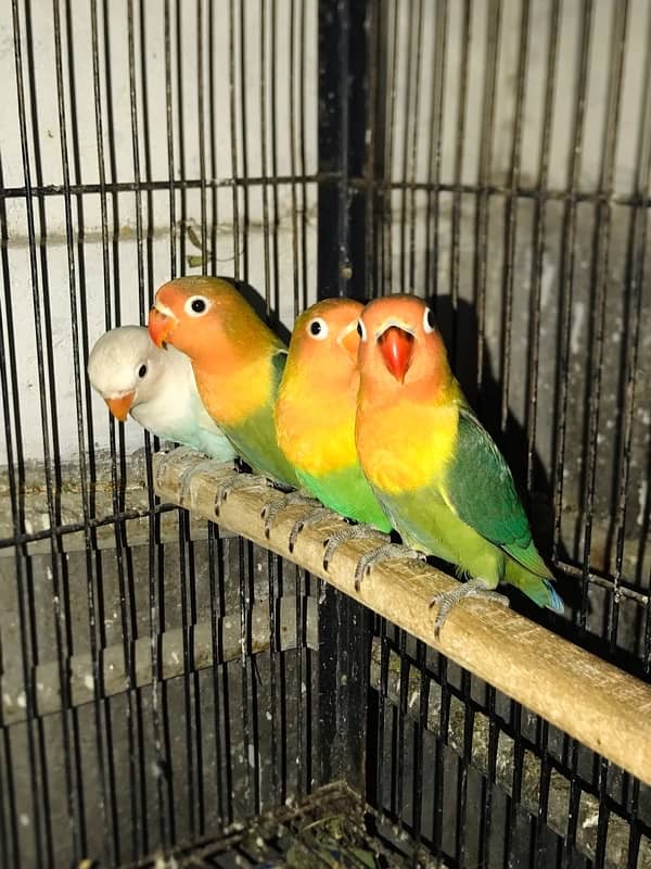 blue fisheri split ino lovebird 5