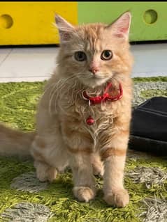 very cute and energetic Persian kitten golden color triple coat fur