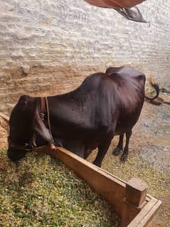 cow and buffalo for sale, complete setup