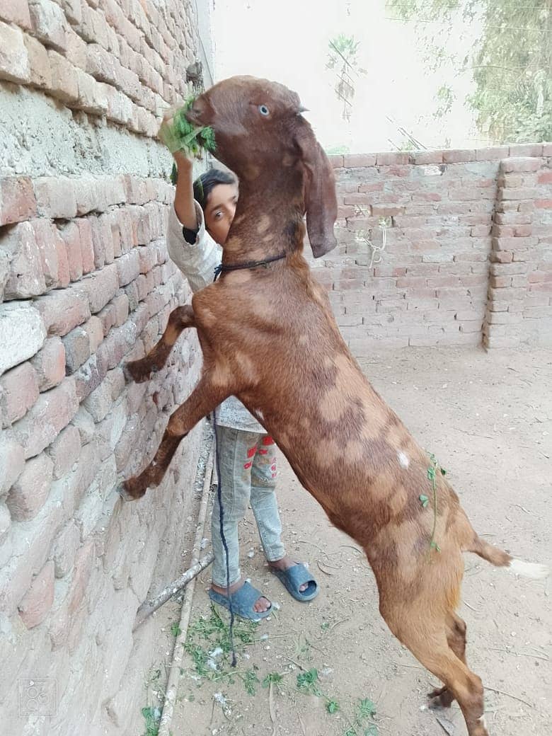 Goat  | cross breed | بکری | desi Bakri | goat for sale 0