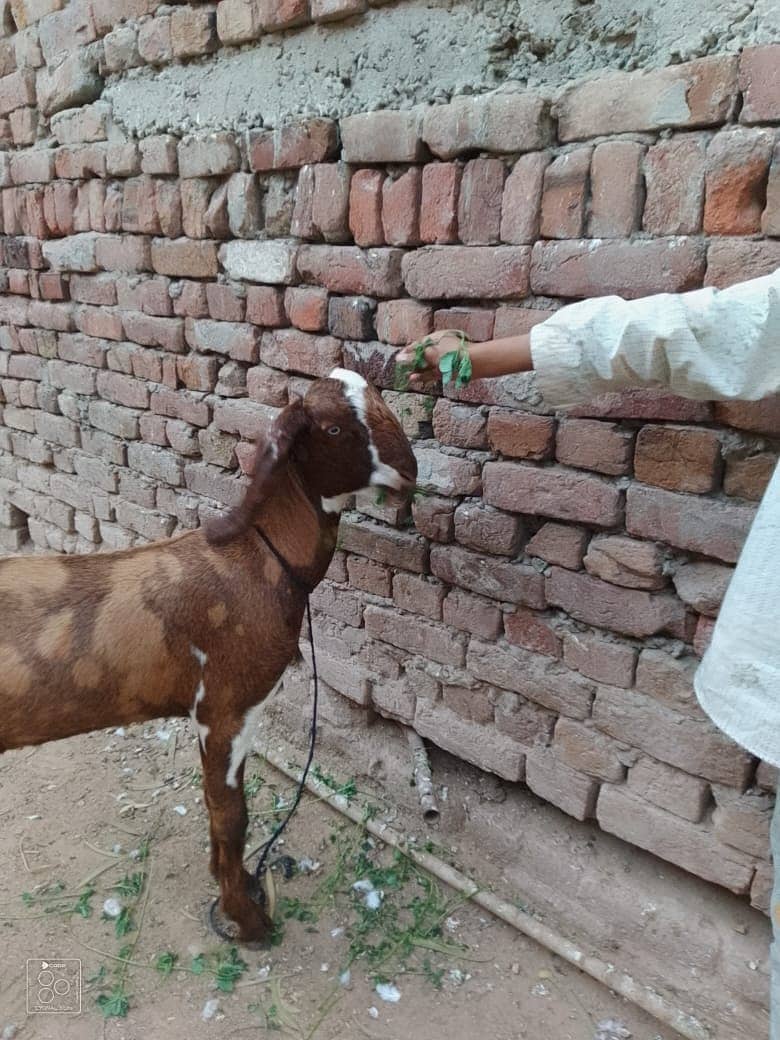 Goat  | cross breed | بکری | desi Bakri | goat for sale 1