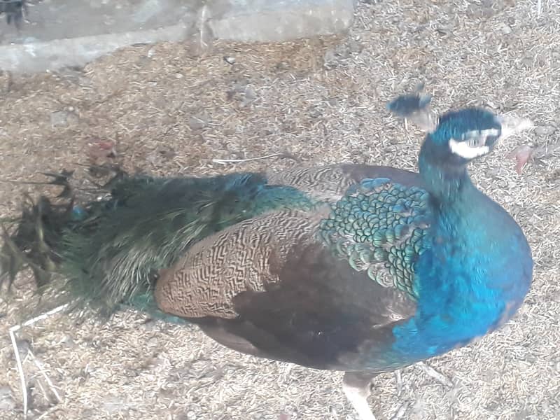 Peacock Breeder pair 0