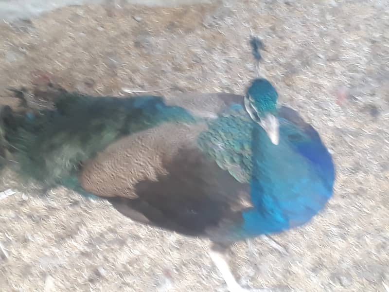 Peacock Breeder pair 1