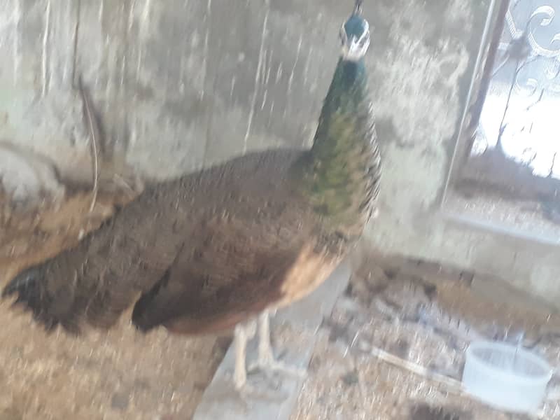 Peacock Breeder pair 2