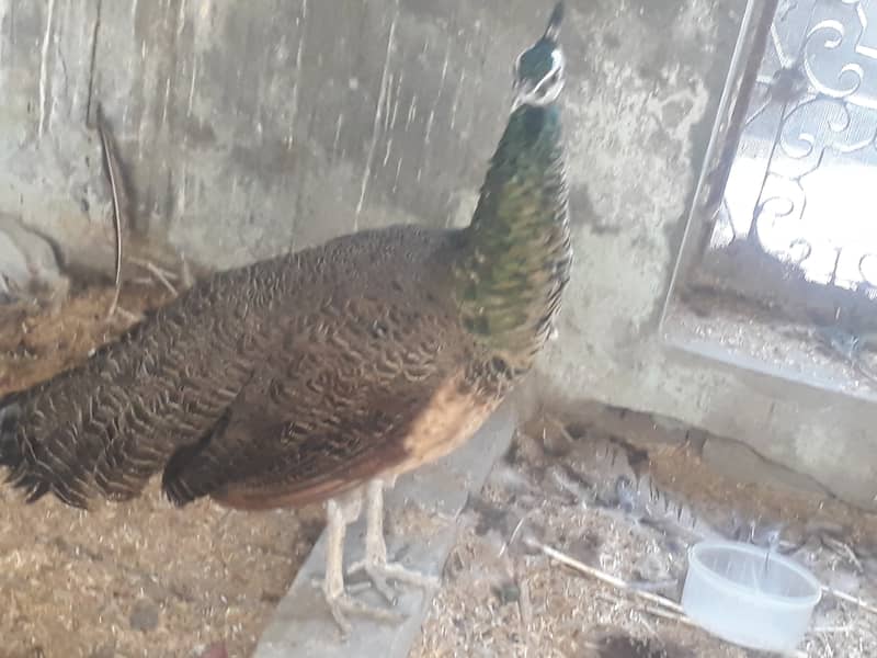 Peacock Breeder pair 3