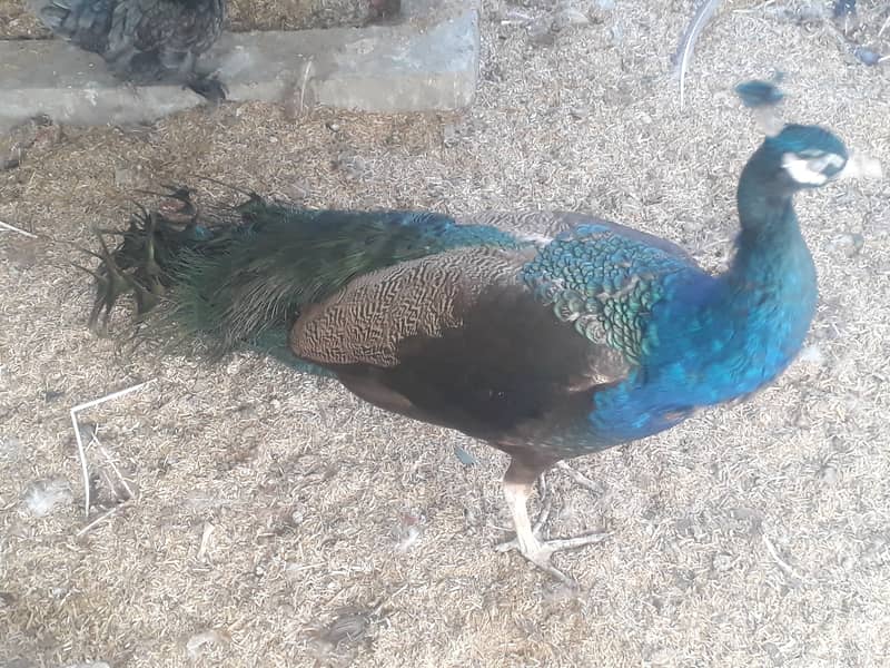 Peacock Breeder pair 4