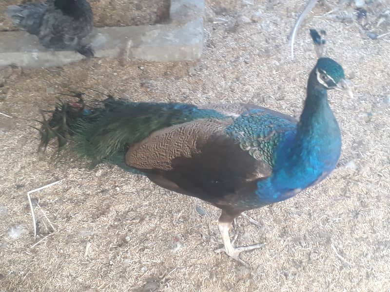 Peacock Breeder pair 5