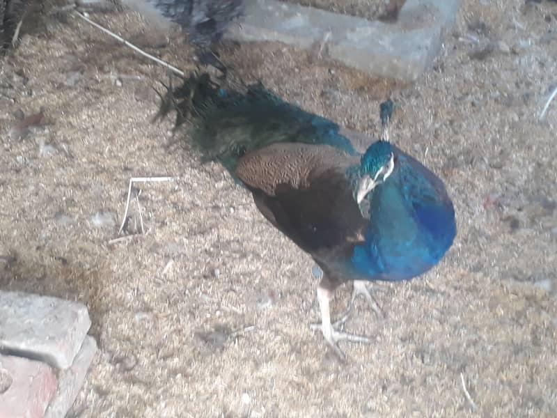 Peacock Breeder pair 6