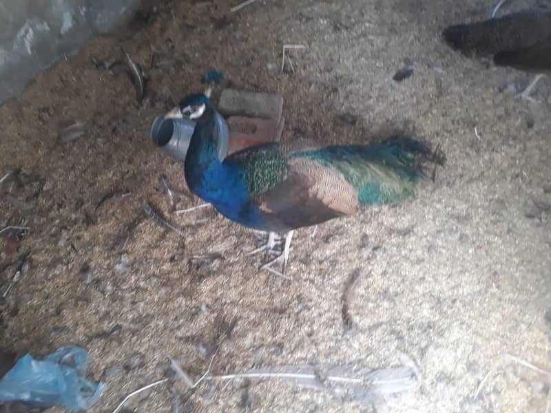 Peacock Breeder pair 8