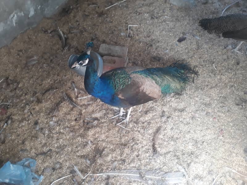 Peacock Breeder pair 9