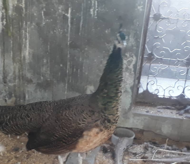 Peacock Breeder pair 11