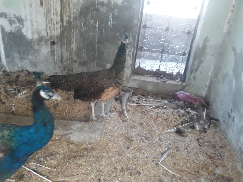 Peacock Breeder pair 12