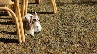 7 x Rabbits for Sale