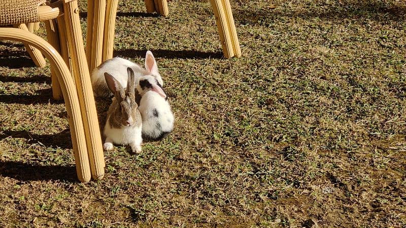 7 x Rabbits for Sale 0