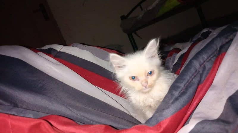 female persion cat baby ha 1