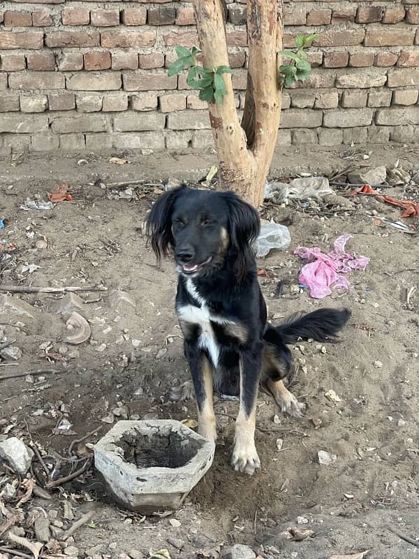 Afghani Kochi Dog 0