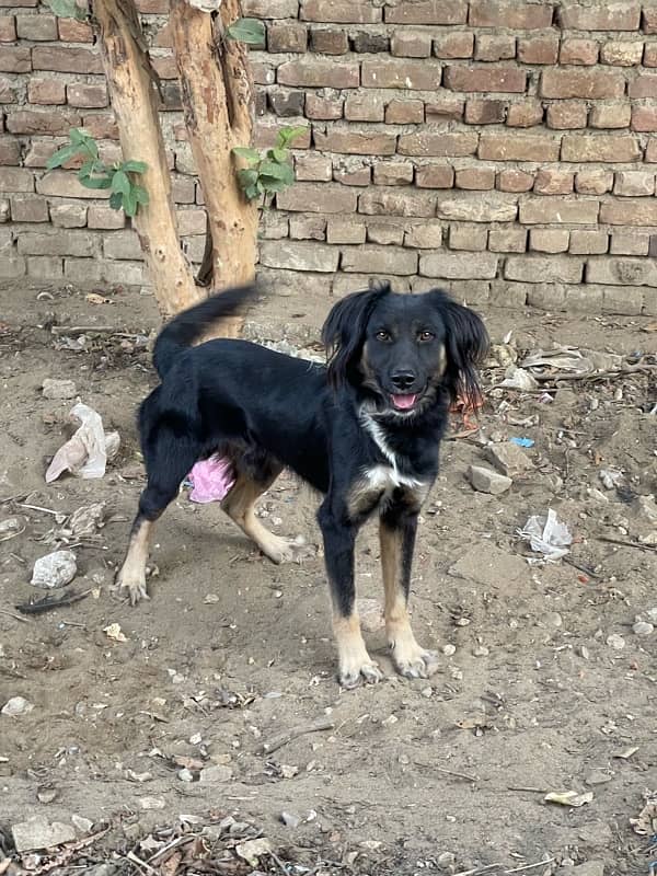 Afghani Kochi Dog 1