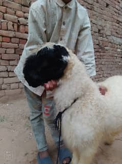 desi chatra / Goat / Bakra / Chatra | mundra | sheep | Mundra for sale