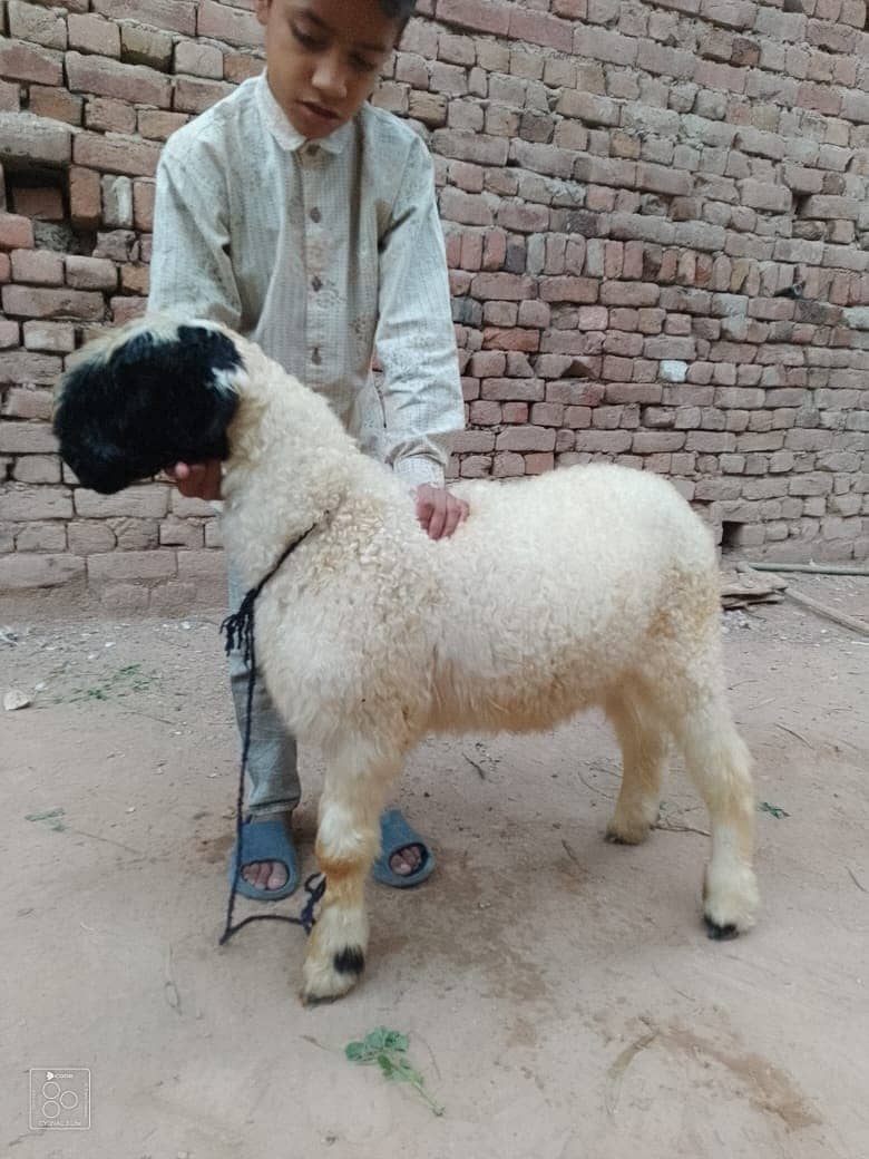 desi chatra / Goat / Bakra / Chatra | mundra | sheep | Mundra for sale 1