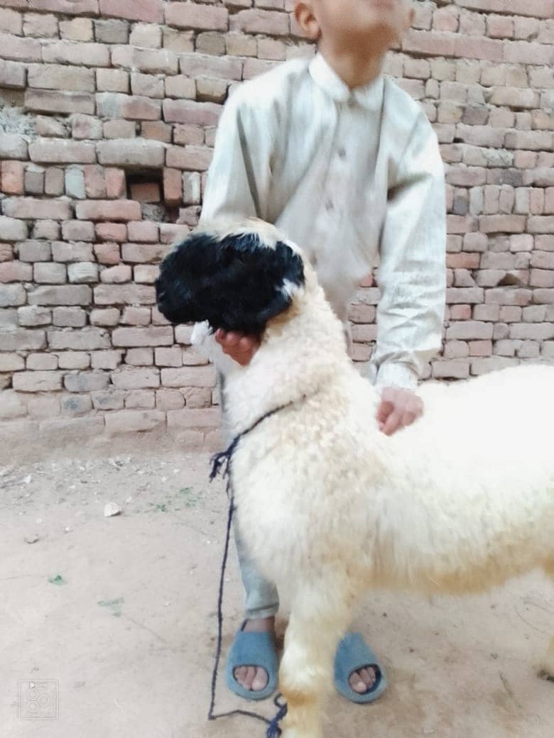 desi chatra / Goat / Bakra / Chatra | mundra | sheep | Mundra for sale 3