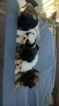 Shihtzu puppies