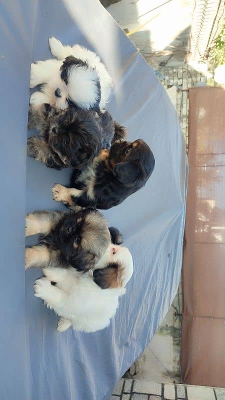 Shihtzu puppies 1