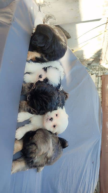 Shihtzu puppies 2