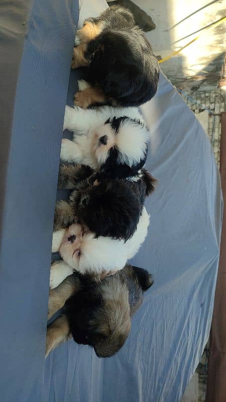 Shihtzu puppies 3