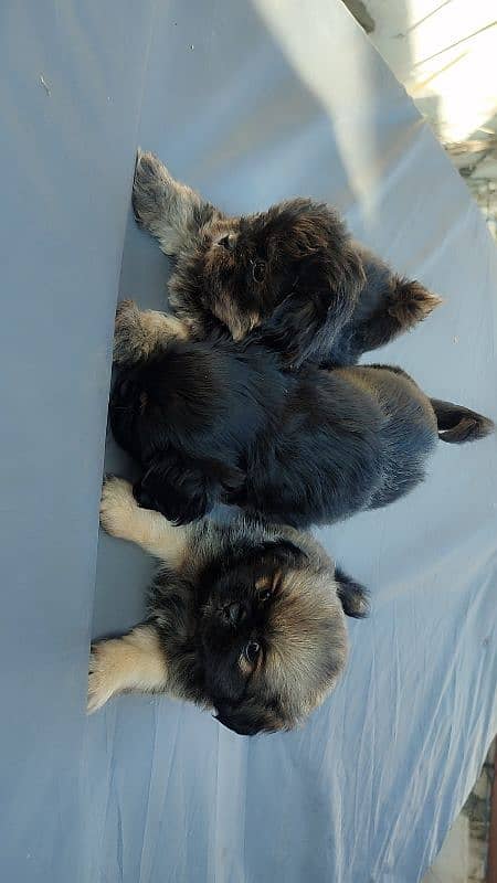 Shihtzu puppies 4