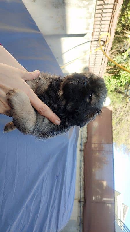 Shihtzu puppies 5