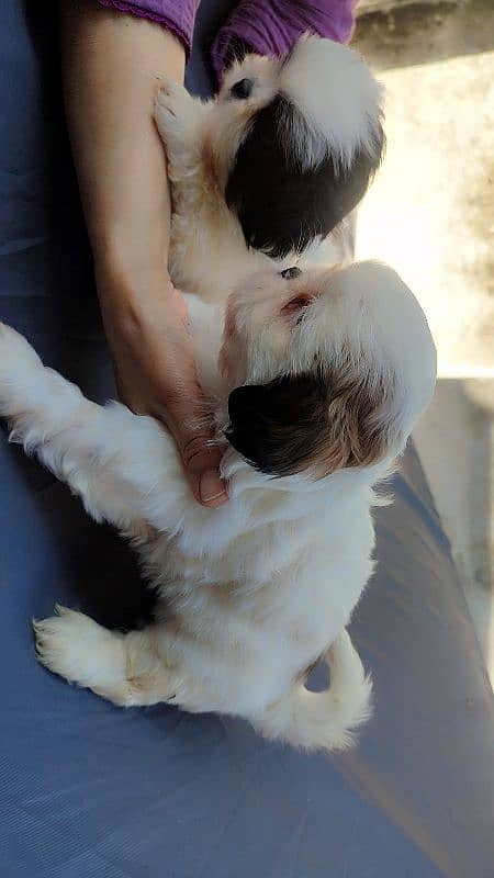 Shihtzu puppies 6