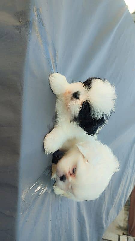 Shihtzu puppies 7