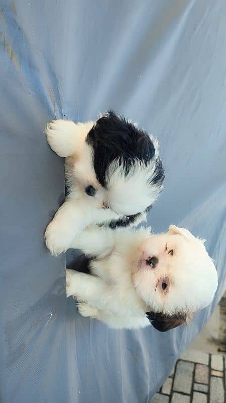 Shihtzu puppies 8