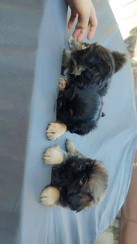 Shihtzu puppies 9