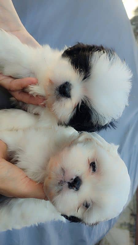 Shihtzu puppies 11