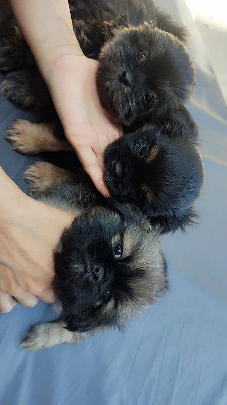 Shihtzu puppies 12